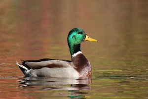 Meet your Posher, Drake